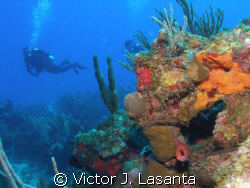 view of mermaid point dive site at parguera area,PUERTO RICO by Victor J. Lasanta 